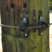 GALLAGHER W-ISOLATOR SUPER ZWART (25 STUKS)