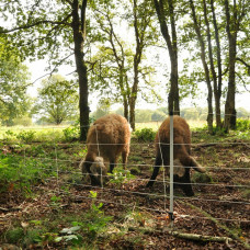 WILDZWIJNENNET, WIT 75/1-14/W-50M