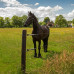 GALLAGHER EQUIFENCE PERMANENTKABEL TERRA 7,5MM - 20KG - 250M GALLAGHER EQUIFENCE PERMANENTKABEL TERRA 7,5MM - 20KG - 250M