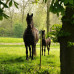 GALLAGHER EQUIFENCE PERMANENTKABEL TERRA 7,5MM - 20KG - 250M GALLAGHER EQUIFENCE PERMANENTKABEL TERRA 7,5MM - 20KG - 250M