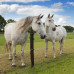 GALLAGHER EQUIFENCE PERMANENTKABEL WIT 7,5MM - 20KG - 250M GALLAGHER EQUIFENCE PERMANENTKABEL WIT 7,5MM - 20KG - 250M