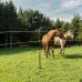 GALLAGHER GEISOLEERDE LINE POST 1,90M (4 STUKS) GALLAGHER GEISOLEERDE LINE POST 1,90M (4 STUKS)