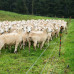 GALLAGHER GEISOLEERDE LINE POST 1,40M (4 STUKS) GALLAGHER GEISOLEERDE LINE POST 1,40M (4 STUKS)