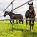 GALLAGHER GEISOLEERDE LINE POST 2,05M (10 STUKS) GALLAGHER GEISOLEERDE LINE POST 2,05M (10 STUKS)